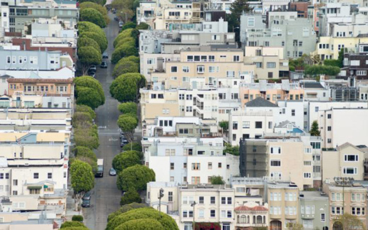 San Francisco trees ChrisHowey - Σόλων ΜΚΟ
