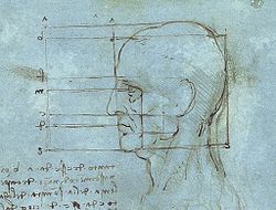 250px Proportions of the Head wiki - Σόλων ΜΚΟ