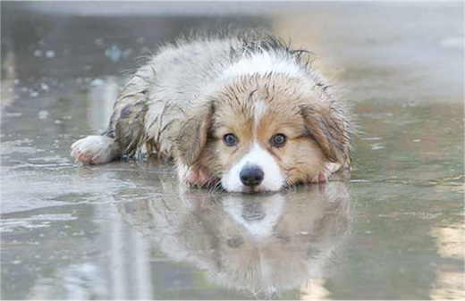 Dog in rain - Σόλων ΜΚΟ