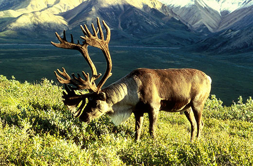 common 520 Caribou - Σόλων ΜΚΟ