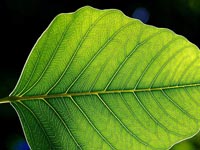 leaf 1 web - Σόλων ΜΚΟ