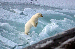 Arctic North Pole - Σόλων ΜΚΟ