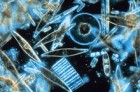 Diatoms through the microscope - Σόλων ΜΚΟ