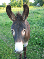 donkeye - Σόλων ΜΚΟ