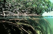 mangroves - Σόλων ΜΚΟ