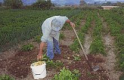 Farmer in potato field - Σόλων ΜΚΟ