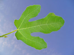 Ficus carica common - Σόλων ΜΚΟ
