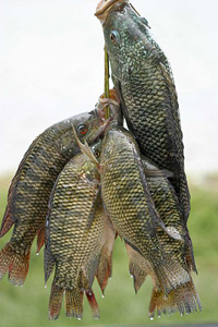 200px Fish tilapia wiki - Σόλων ΜΚΟ