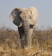 African elefant - Σόλων ΜΚΟ