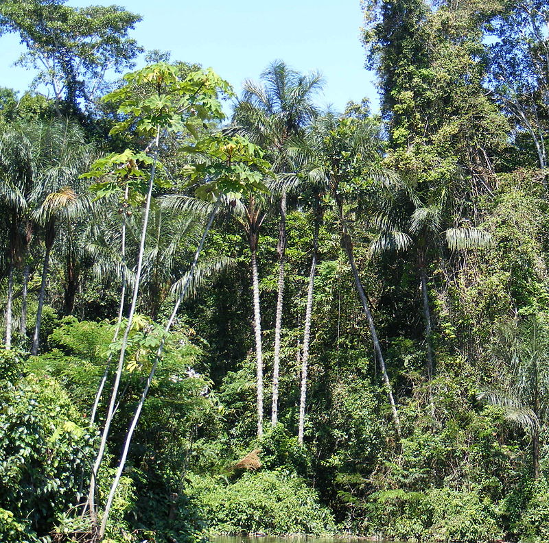 Amazonian rainforest - Σόλων ΜΚΟ