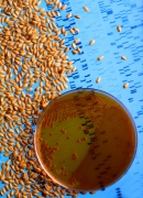 Genetic engineering wheat - Σόλων ΜΚΟ