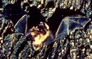 Little brown bat - Σόλων ΜΚΟ