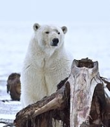 Polar Bear - Σόλων ΜΚΟ