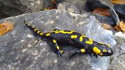 Salamander olympus - Σόλων ΜΚΟ