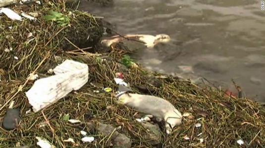 dead pigs floating in the huangpu river in shanghai - Σόλων ΜΚΟ