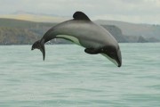 delfinia maui - Σόλων ΜΚΟ