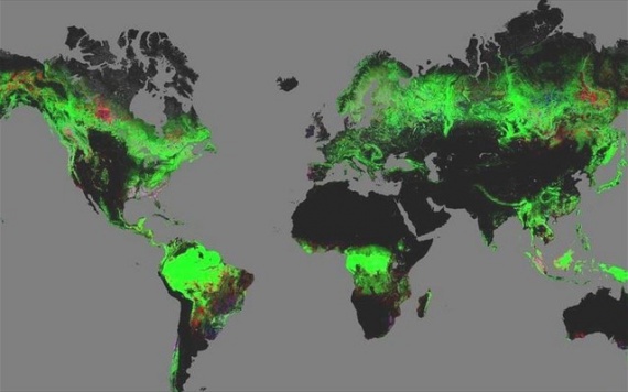 global deforestation - Σόλων ΜΚΟ