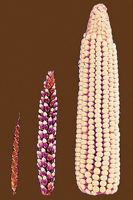 gm Corn - Σόλων ΜΚΟ