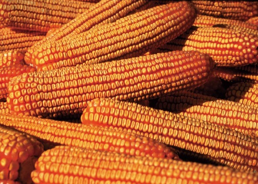 maize corn - Σόλων ΜΚΟ