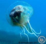 medusa - Σόλων ΜΚΟ