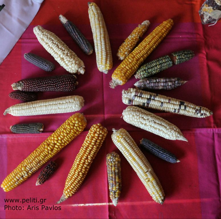 peliti corn - Σόλων ΜΚΟ