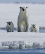 polar bear - Σόλων ΜΚΟ