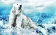 save arctic - Σόλων ΜΚΟ
