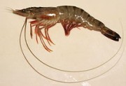 sian Tiger Shrimp - Σόλων ΜΚΟ