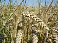 wheat close up - Σόλων ΜΚΟ
