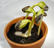 180px sunflower seedlings wiki - Σόλων ΜΚΟ