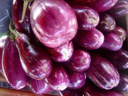 Eggplant 250 common - Σόλων ΜΚΟ