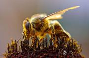 Honey Bee - Σόλων ΜΚΟ