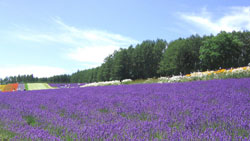 Lavender Farm common - Σόλων ΜΚΟ