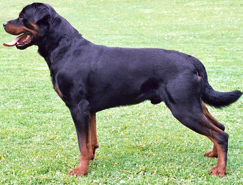 Rottweiler standing - Σόλων ΜΚΟ