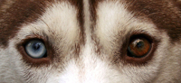 Siberian Husky - Σόλων ΜΚΟ