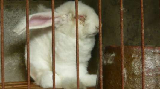 angora rabbit in cage with eye discharge - Σόλων ΜΚΟ