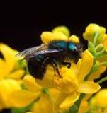bee flowers - Σόλων ΜΚΟ