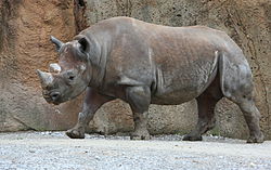 black rhino - Σόλων ΜΚΟ
