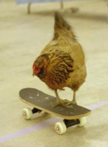 chicken on a skateboard - Σόλων ΜΚΟ