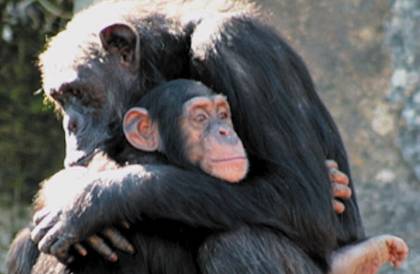 chimpanzee - Σόλων ΜΚΟ