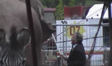 circus elephant arktouros - Σόλων ΜΚΟ
