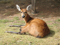 deer - Σόλων ΜΚΟ