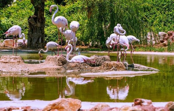 flamingo - Σόλων ΜΚΟ