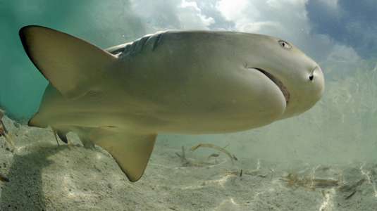 lemon shark up close - Σόλων ΜΚΟ