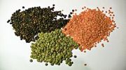 lentils - Σόλων ΜΚΟ