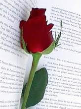 red rose jpg - Σόλων ΜΚΟ
