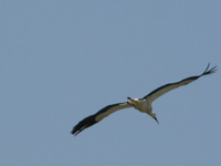 stork - Σόλων ΜΚΟ