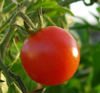 tomato - Σόλων ΜΚΟ