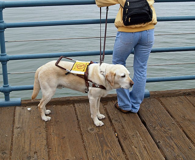 Labrador Retriever assistance dog - Σόλων ΜΚΟ